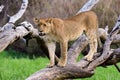 Young lion posing on a fallen log