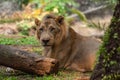 Young lion relaxing under a tree