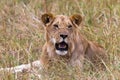 A young lion resting on the grass. Kenya, Africa Royalty Free Stock Photo