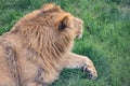 Young lion is resting lying on the green grass. Close-up Royalty Free Stock Photo