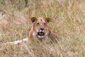 A young lion resting in the savannah. Masai Mara. Kenya, Africa Royalty Free Stock Photo