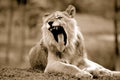 A young lion roars and shows his sharp teeth. Royalty Free Stock Photo