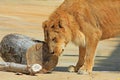 Young lion rubbing his head