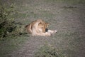 Young lion, Serengeti Royalty Free Stock Photo