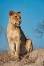 A young lion sitting on a termite mound against a blue sky.