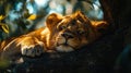 Young lion sleeping peacefully on a tree branch, bathed in sunlight Royalty Free Stock Photo