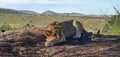 Young lion sleeping on a rock in the jungle Royalty Free Stock Photo