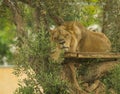 Young lion sleeping on a tree Royalty Free Stock Photo