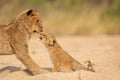 Young lion and small lion cub interacting in sandy riverbed in Kruger Park South Africa Royalty Free Stock Photo