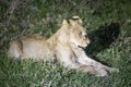 Young lion specimen lying in the dense night grass of the African savannah Royalty Free Stock Photo