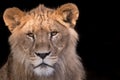 Young lion stare down Royalty Free Stock Photo