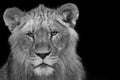 Young lion stare down - black and white Royalty Free Stock Photo