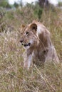 Young lion in the thick grass. Masai mara Royalty Free Stock Photo