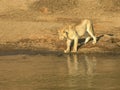 A young lion thinks about testing the water in masai mara, kenya Royalty Free Stock Photo