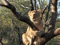 Young Lion In Tree Chewing On Bits Of Its Prey