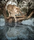 Young Lion Up on a Tree inside a Lake, seeing his reflection on