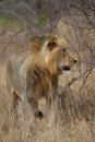 Young lion walking through the African savannah Royalty Free Stock Photo