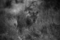 Young lion walking through wet grass in the early morning in Kruger Park