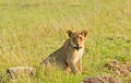 Young lion watching Royalty Free Stock Photo