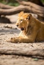 Young lion yawning Royalty Free Stock Photo