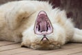 Young lion yawning Royalty Free Stock Photo