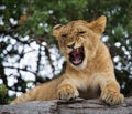 Young lion yawns. Funny expression muzzles. Savannah. National Park. Kenya. Tanzania. Maasai Mara. Serengeti.