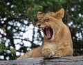 Young lion yawns. Funny expression muzzles. Savannah. National Park. Kenya. Tanzania. Maasai Mara. Serengeti.