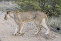 young lioness crossing dirt road, Kruger park, South Africa Royalty Free Stock Photo