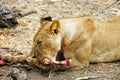 Young lioness eating in the Selous reserve