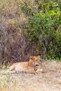 A young lioness lies in a dense bush. Kenya, Africa Royalty Free Stock Photo