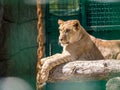 A young lioness lies on a log in a zoo aviary, on a sunny summer day Royalty Free Stock Photo