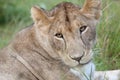 Young Lioness in the Mara, Kenya.