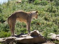 Young lioness arching her back