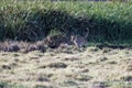 Young lioness playing in the field in Lewa Conservancy Kenya