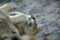 A sleeping lioness on her back.