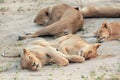Young lioness resting and sleeping on the African savannah