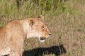 Young lioness on savanna grass background Royalty Free Stock Photo