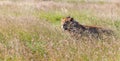 Young lioness on savanna grass background Royalty Free Stock Photo