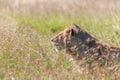 Young lioness on savanna grass background Royalty Free Stock Photo