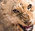 Young lioness snarling