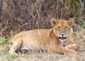 A young lioness in a thick bush. Kenya, Africa Royalty Free Stock Photo