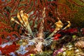 Young lionfish Royalty Free Stock Photo