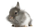 Young Lionhead rabbit, 2 months old