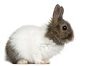 Young Lionhead rabbit, 2 months old Royalty Free Stock Photo