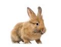 Young Lionhead rabbit, four months old standing against Royalty Free Stock Photo