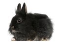 Young Lionhead rabbit, 2 months old Royalty Free Stock Photo