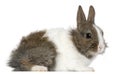 Young Lionhead rabbit, 2 months old