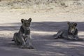 Young Lions in the ethosha national park Royalty Free Stock Photo