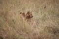 Young lions in the long grass Royalty Free Stock Photo