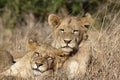 Young lions Portrait